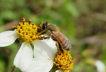 Bee on wildflower in Florida nature, closeup