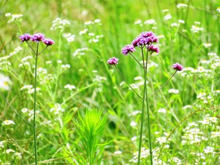 日本の田舎の風景　6月　花　ヒメジョオン　ヤナギハナカサ