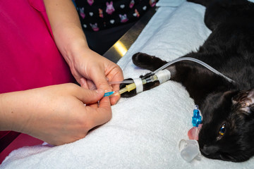 Sticking a needle into a intravenous catheter in a sedated cat before surgery