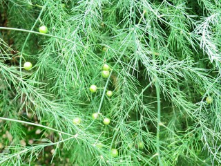 日本の田舎の風景　6月　実　アスパラガス