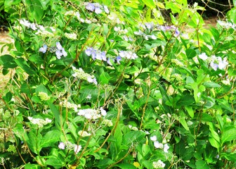 日本の田舎の風景　6月　花　アジサイ