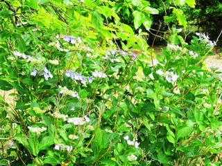 日本の田舎の風景　6月　花　アジサイ