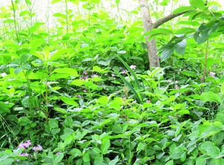 日本の田舎の風景　6月　花　ムラサキカタバミ