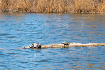 Painted turtles basking in warm sunlight on log in pond in springtime