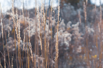 grass in the winter