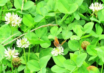 日本の田舎の風景　6月　花　クローバー　紅シジミ蝶