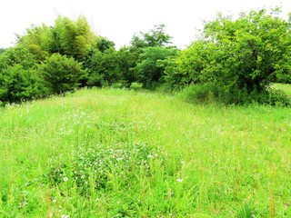 日本の田舎の風景　6月　草原　スイバ