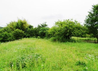 日本の田舎の風景　6月　草原