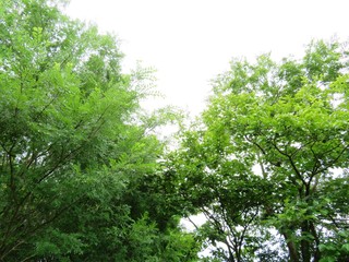 Fototapeta na wymiar 日本の田舎の風景　6月　山の木々
