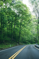 Obraz premium Spring Foliage