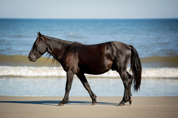 A Wild Black Horse Walking Along the Beach Parallel with a Low Rolling Breaking Wave at Corolla,...