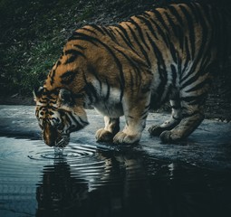 Tygrys 