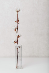 A glass vase of cotton branch flower on a white table