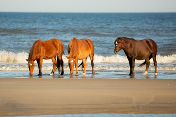Fototapeta na wymiar Three Horses with White Diamonds Drinking From the Ocean on a Beach at Corolla, North Carolina