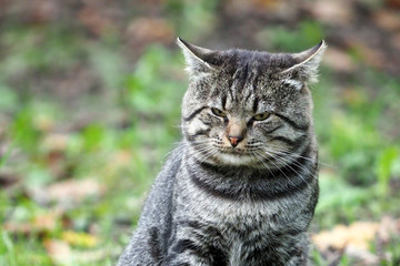 Portrait of a frowning gray tabby cat with clasped ears
