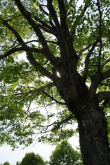 SONY DSC