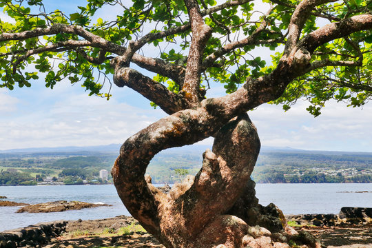 Hawaii Big Island view, Hilo area. Scenic landscape from city park with cloudy blue sky over Hilo and Hilo bay, tropical tree in a foreground, and Mauna Kea in horizon.