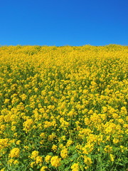 Obraz premium 菜の花咲く江戸川土手風景