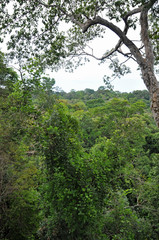 Fototapeta premium Rain Forest 