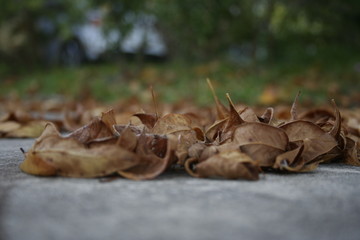 Dry leaves fallen to the ground during the fall