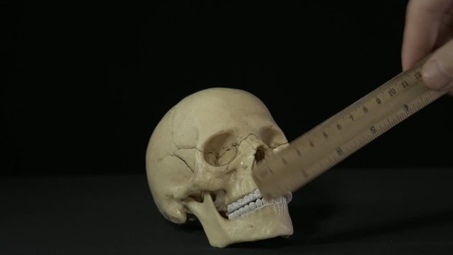 Measure a human skull with a ruler. The human skull is measured with a ruler.