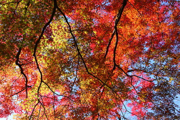 頭上の紅葉