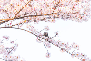 満開の桜と小鳥