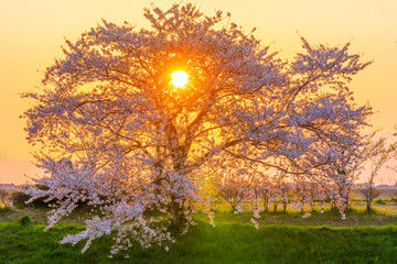 日の出の太陽と桜