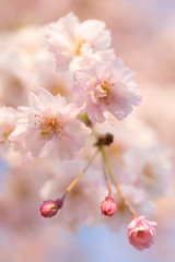 桜のクローズアップ