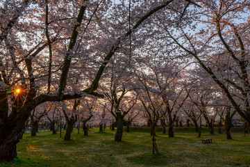 Fototapeta na wymiar 満開の桜と太陽の日差し（光芒・光条）