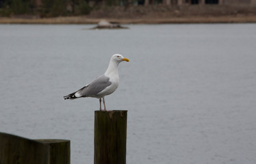 seagull on the pier