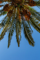 Fototapeta na wymiar Detail of palm leaves on blue sky