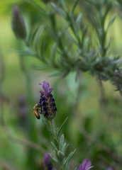 Honey Bee on a Lavender flower
