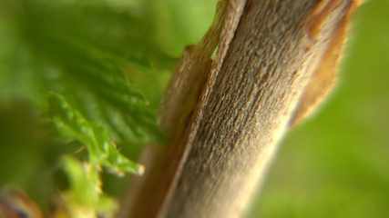 The abstract scene of natural beauty in a macro view. Blurred green leaves foliage and a stem texture of currant plant in the garden.