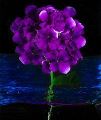 orchid in water
