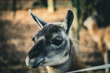 Lama © Artur