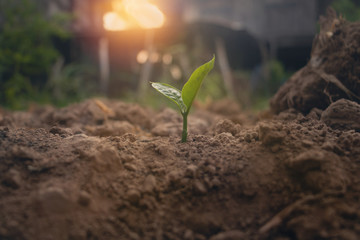 Growing plant,Young plant in the morning light on ground background, New life concept.Small plants on the ground in spring.fresh,seed,Photo fresh and Agriculture  concept idea.