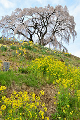 Fototapeta premium 枝垂れ桜、福島県三春町の芹が沢桜