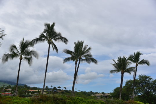 Low Angle View Of Palm Trees Against Cloudy Sky © ed burns/EyeEm