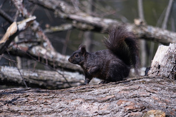 Naklejka na ściany i meble A black squirrel on a dead tree