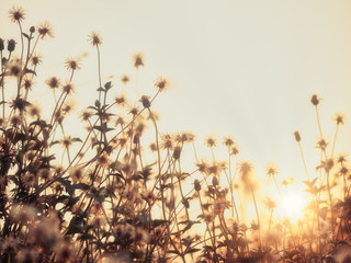 A low-angle shot of grass blossoms in the forest during the evening time, with the sunlight shining on the beautiful