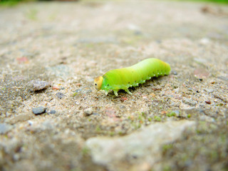A green caterpillar isolated on a path.