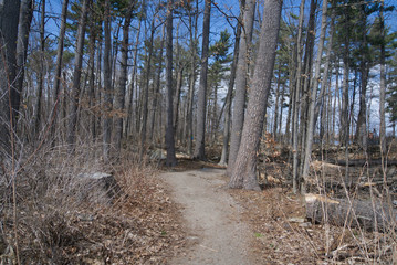 Woods on a nice spring day