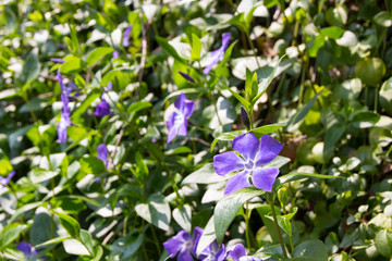 紫色の綺麗な花、ツルニチニチソウ
