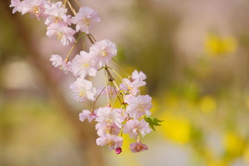 柔らかなピンク色の八重枝垂れ桜と黄色いレンギョウ