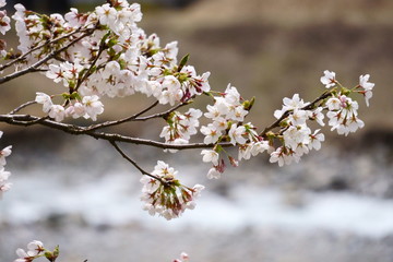 魚野川沿いに咲くソメイヨシノ