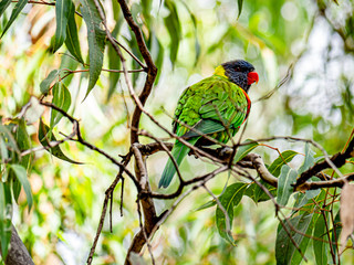 Rainbow Lorikeet Alert