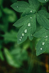 Mugwort with symmetrical dots