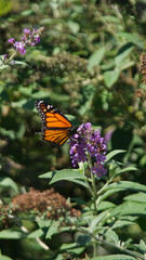 Butterfly pollinator on flower New York