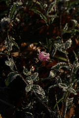 Red Clover with frost